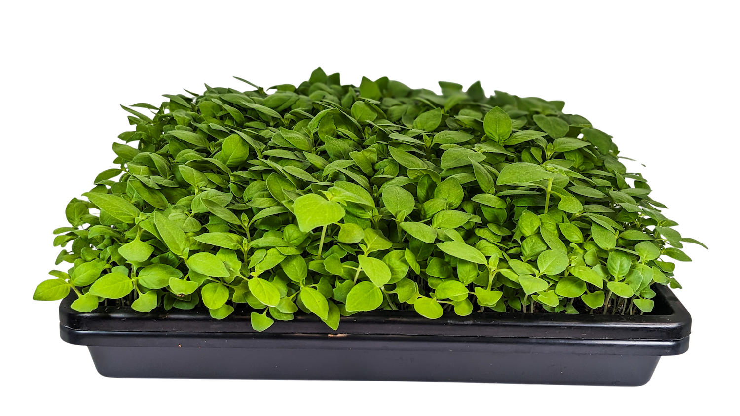 Micro Basil Lemon